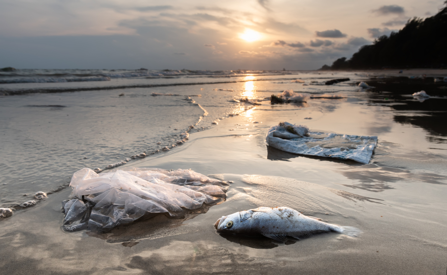 death-fish-and-plastic-pollution-environment.jpg