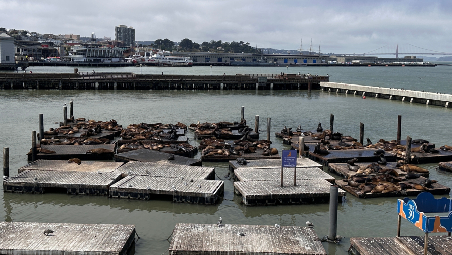 Pier33~39의 바다사자 서식지.jpg