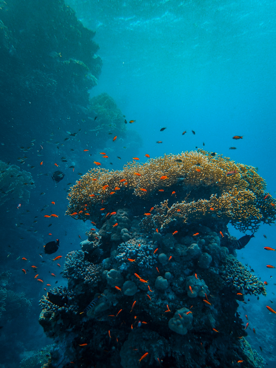 vertical-shot-small-colorful-fish-swimming-around-beautiful-corals-sea.jpg